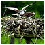 Rutland Water (Image: Ospreys c/o PA Images)