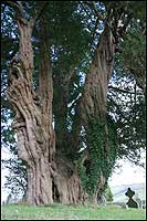 The Farway Yew
