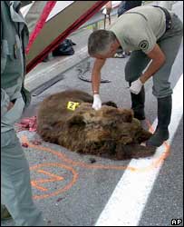 A ursa Franska, morta na França
