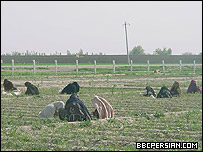 مزارع سنتی در افغانستان