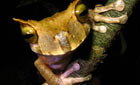 gastrotheca