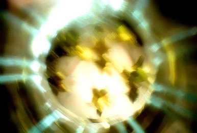 Birds Cannot Go Through the Green Glass Door