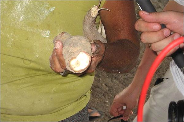 منجیورکا درخت کی جڑ ہے