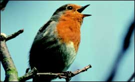 The Robin is a winter visitor to our shores