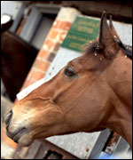 Kauto Star (courtesy of Getty images)