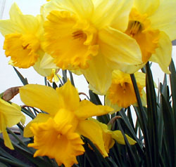 daffodils