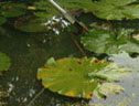Water lily