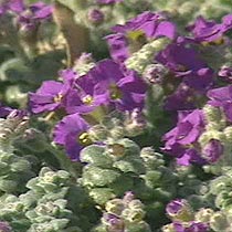 Aubrieta 'Elsa Lancaster'