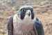 Peregrine Falcon