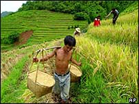 Nông dân quảy gạo