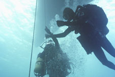 Divers under the sea