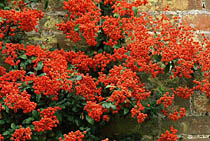 Pyracantha 'Orange Gow'