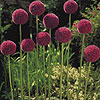 Allium