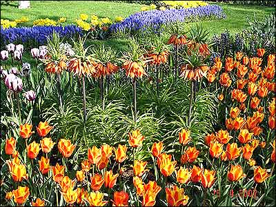 بهار در هلند