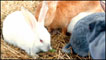 Coelhos
