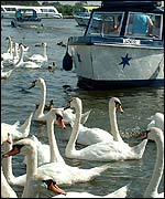 The swans at Potter Heigham