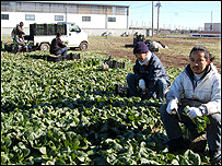 Ex-operários de fábrica encontraram trabalho na agricultura (Foto: Karina Almeida)