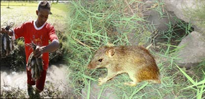 مږې او کرنيزې ځمکې