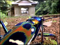 Foto de escaravelho, Satoshi Kuribayashi