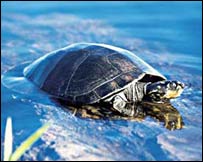 Saldkovodní amazonská želva