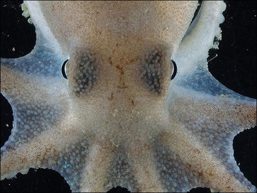 Pulpo. Foto: BAS/ P. Bucktrout