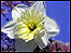 A spring daffodil