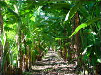 Plantações de bananas no interior pernambucano