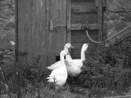 Geese at Loch Sgioport, South Uist