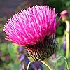Cirsium rivulare 'Atropurpureum'