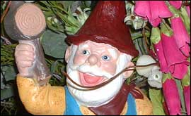 Garden gnome 