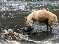 Dog scavenges for food in the sewerage of the Kabena river