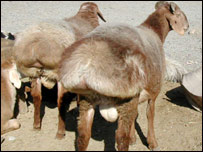 گوسفندان خصی شده 