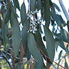 Eucalyptus pauciflora subsp. Debeuzeville