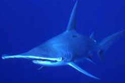 Hammerhead Shark