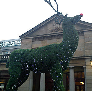 A green bush at Covent Garden sculpted into the shape of a reindeer