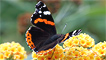A red admiral by Tom