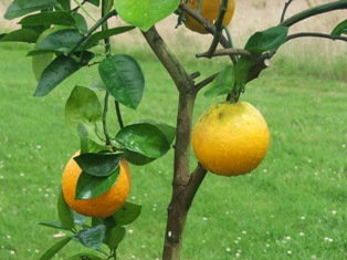 WashingtonNavelOrangeTreepicture.JPG