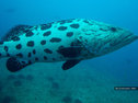 A potato grouper