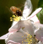 Bee on apple blossom