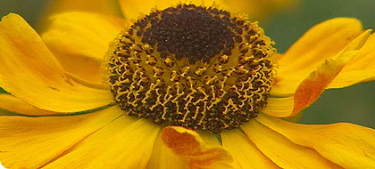 Helenium