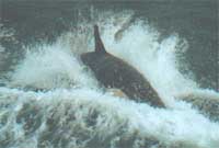 Lwna yn llamu'r tonnau