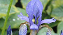 Iris sibircia