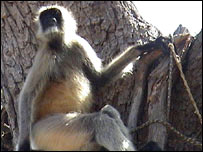 انڈیا سے آنے والا بندر