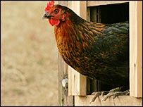 Gripa aviară a dus la eliminarea a numeroase păsări, de pe mai multe continente