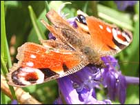 Butterfly @ Cromwell Bottom, Spring 2006