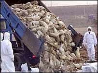 İtlaf edilen kümes hayvanları