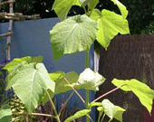 Pic: Paulownia tomentosa