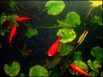 د کاريز کبان