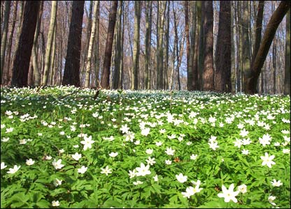 اوومه سټډيو: 