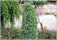 The Noah’s Ark juniper, Juniperus communis ‘Compressa’